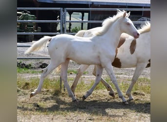 Half Arabs, Stallion, Foal (01/2024), Cremello