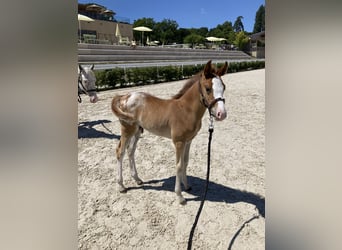 Half Arabs, Stallion, , Leopard-Piebald