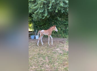 Half Arabs, Stallion, , Leopard-Piebald