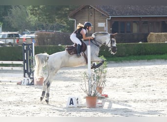 Halbaraber, Stute, 12 Jahre, 146 cm, Schimmel