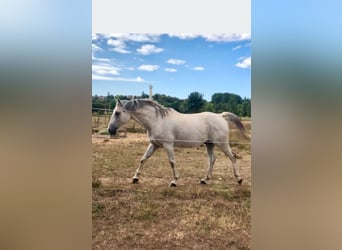 Halvaraber, Valack, 15 år, 158 cm, Grå-flugskimmel