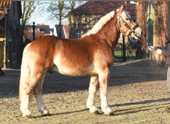 Reńsko-niemiecki koń zimnokrwisty, Ogier, 7 lat, 167 cm, Kasztanowata