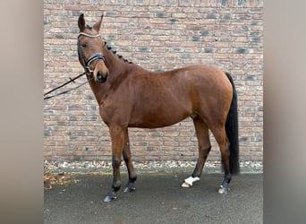 Hannover, Castrone, 10 Anni, 160 cm, Baio