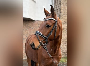 Hannover, Castrone, 10 Anni, 160 cm, Baio