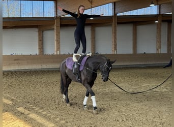 Hannover, Castrone, 10 Anni, 162 cm, Morello