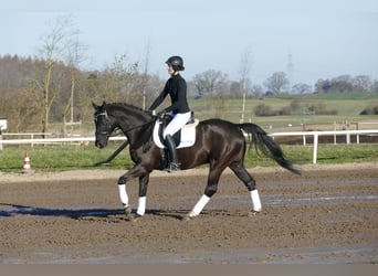 Hannover, Castrone, 10 Anni, 162 cm, Morello