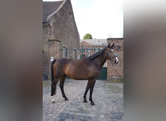 Hannover, Castrone, 10 Anni, 163 cm, Baio nero