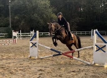 Hannover, Castrone, 10 Anni, 163 cm, Baio nero