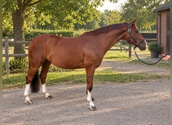 Hannover, Castrone, 10 Anni, 164 cm, Sauro