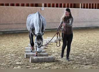 Hannover, Castrone, 10 Anni, 165 cm, Grigio
