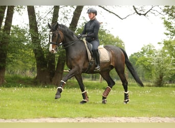 Hannover, Castrone, 10 Anni, 168 cm, Baio