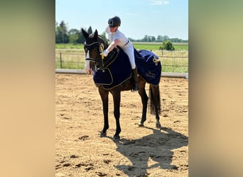 Hannover, Castrone, 10 Anni, 168 cm, Baio