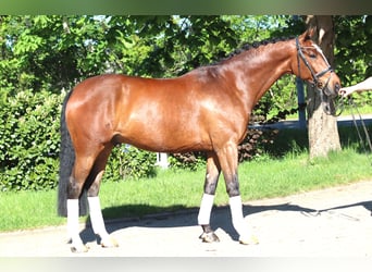 Hannover, Castrone, 10 Anni, 168 cm, Baio