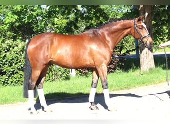 Hannover, Castrone, 10 Anni, 168 cm, Baio