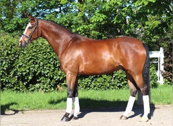 Hannover, Castrone, 10 Anni, 168 cm, Baio