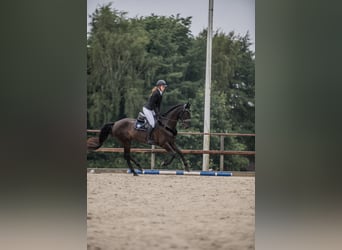 Hannover Mix, Castrone, 10 Anni, 168 cm, Baio nero