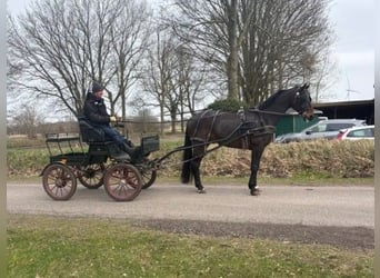 Hannover, Castrone, 10 Anni, 168 cm, Baio scuro