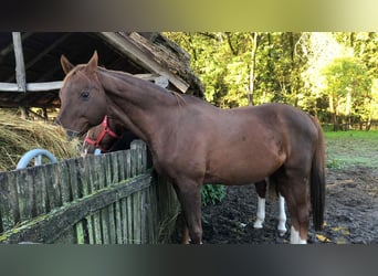 Hannover, Castrone, 10 Anni, 168 cm, Sauro scuro