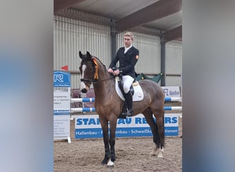 Hannover, Castrone, 10 Anni, 170 cm, Baio