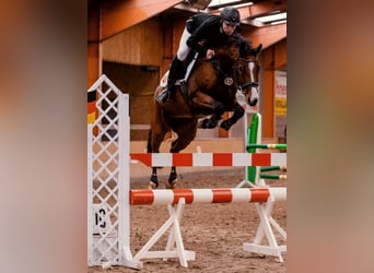 Hannover, Castrone, 10 Anni, 170 cm, Baio