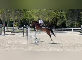 Hannover, Castrone, 10 Anni, 170 cm, Baio ciliegia