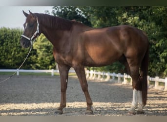 Hannover, Castrone, 10 Anni, 170 cm, Sauro