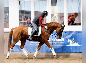 Hannover, Castrone, 10 Anni, 170 cm, Sauro