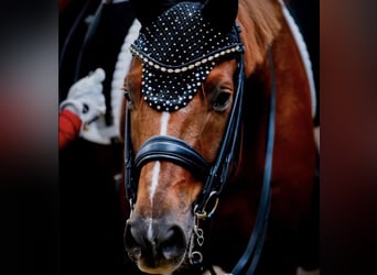 Hannover, Castrone, 10 Anni, 170 cm, Sauro