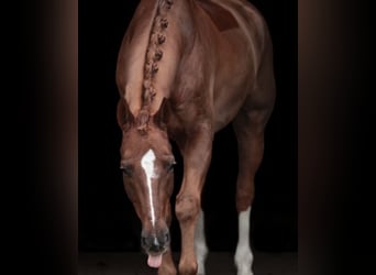 Hannover, Castrone, 10 Anni, 170 cm, Sauro