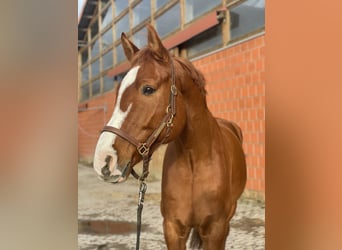 Hannover, Castrone, 10 Anni, 170 cm, Sauro