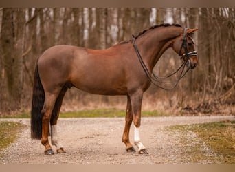 Hannover, Castrone, 10 Anni, 170 cm, Sauro scuro