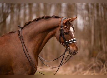 Hannover, Castrone, 10 Anni, 170 cm, Sauro scuro