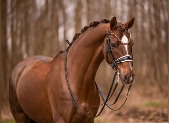 Hannover, Castrone, 10 Anni, 170 cm, Sauro scuro