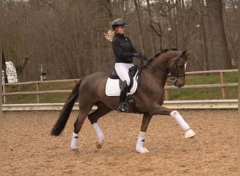 Hannover, Castrone, 10 Anni, 170 cm, Sauro scuro