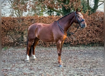 Hannover, Castrone, 10 Anni, 170 cm, Sauro scuro