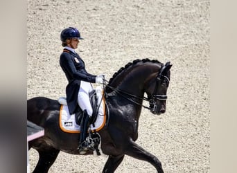 Hannover, Castrone, 10 Anni, 171 cm, Morello