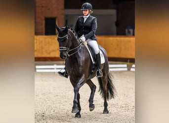 Hannover, Castrone, 10 Anni, 171 cm, Morello