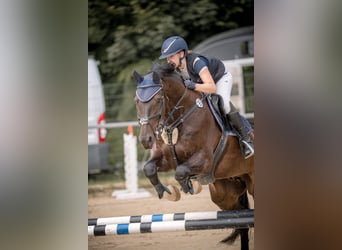 Hannover, Castrone, 10 Anni, 172 cm, Baio scuro