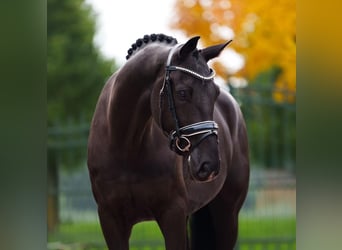 Hannover, Castrone, 10 Anni, 172 cm