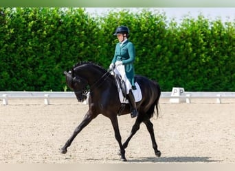 Hannover, Castrone, 10 Anni, 172 cm