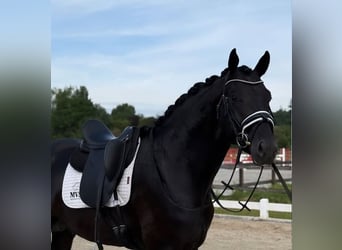 Hannover, Castrone, 10 Anni, 172 cm