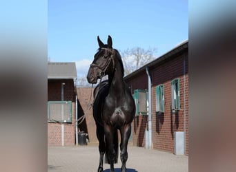 Hannover, Castrone, 10 Anni, 172 cm