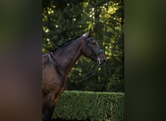 Hannover, Castrone, 10 Anni, 172 cm