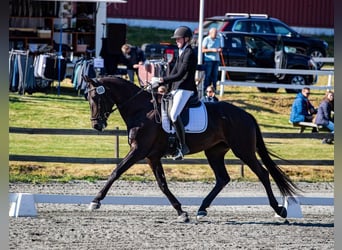 Hannover, Castrone, 10 Anni, 172 cm, Morello