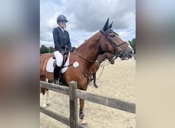 Hannover, Castrone, 10 Anni, 172 cm, Sauro