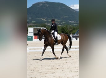 Hannover, Castrone, 10 Anni, 173 cm, Baio scuro