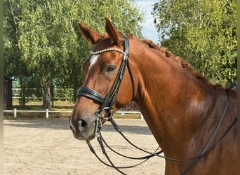 Hannover, Castrone, 10 Anni, 173 cm, Sauro