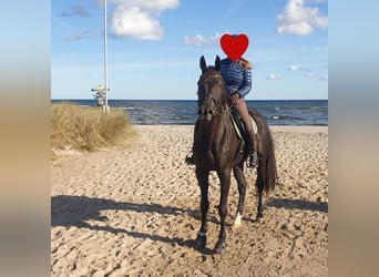 Hannover, Castrone, 10 Anni, 174 cm, Morello