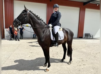 Hannover, Castrone, 10 Anni, 175 cm, Baio nero