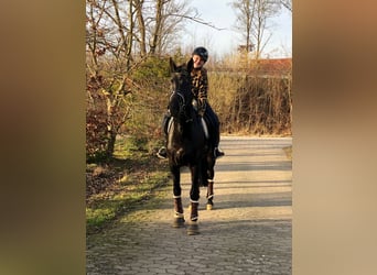 Hannover, Castrone, 10 Anni, 175 cm, Baio nero